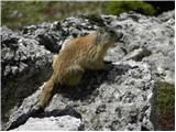 Rifugio Valparola - Monte Sief